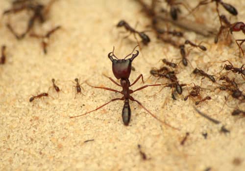 ant exterminator Idaho Falls, ID