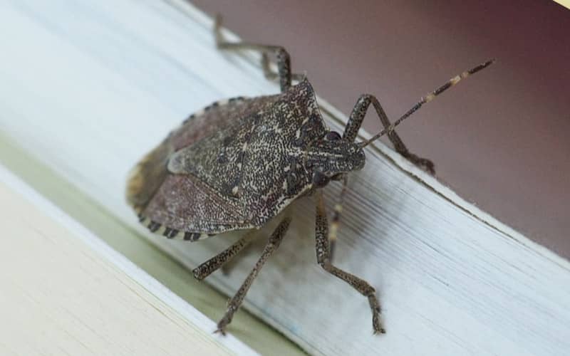 Beetles Exterminator Rexburg, Idaho
