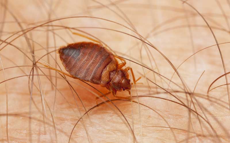 Bed Bug Exterminator Rexburg, Idaho