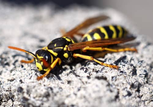 hornet exterminator rexburg idaho
