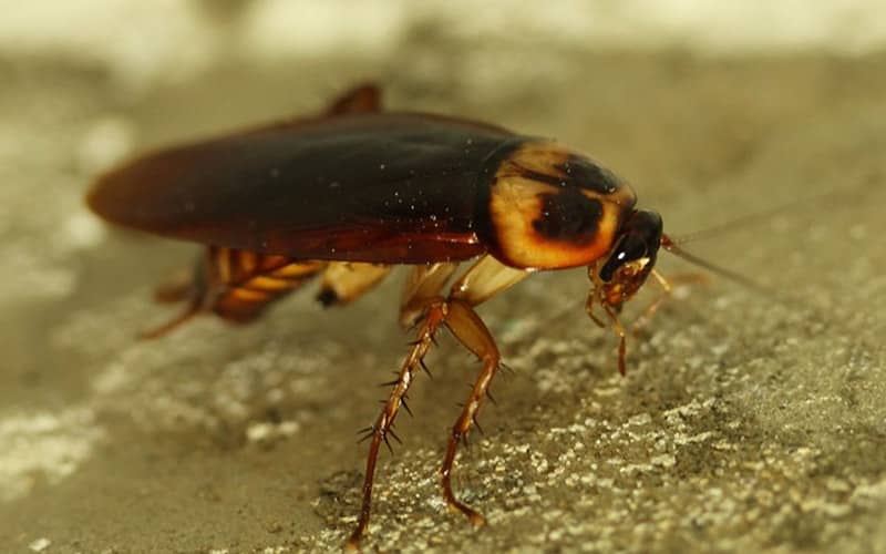 Cockroach Exterminator Rexburg, Idaho