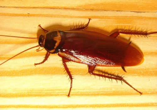 Cockroach exterminator Idaho Falls, ID