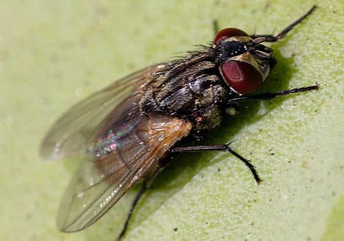 fly exterminator and control rexburg idaho