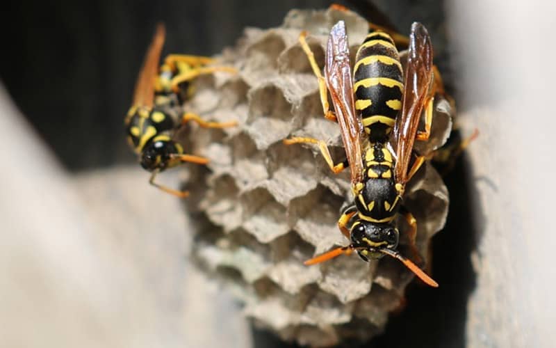 Wasps Hornets Exterminator Rexburg, Idaho