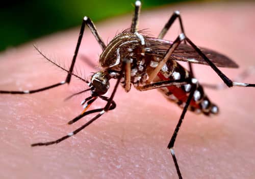 mosquito control treatment rexburg idaho