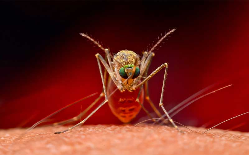 Ant Exterminator Rexburg, Idaho Falls Idaho
