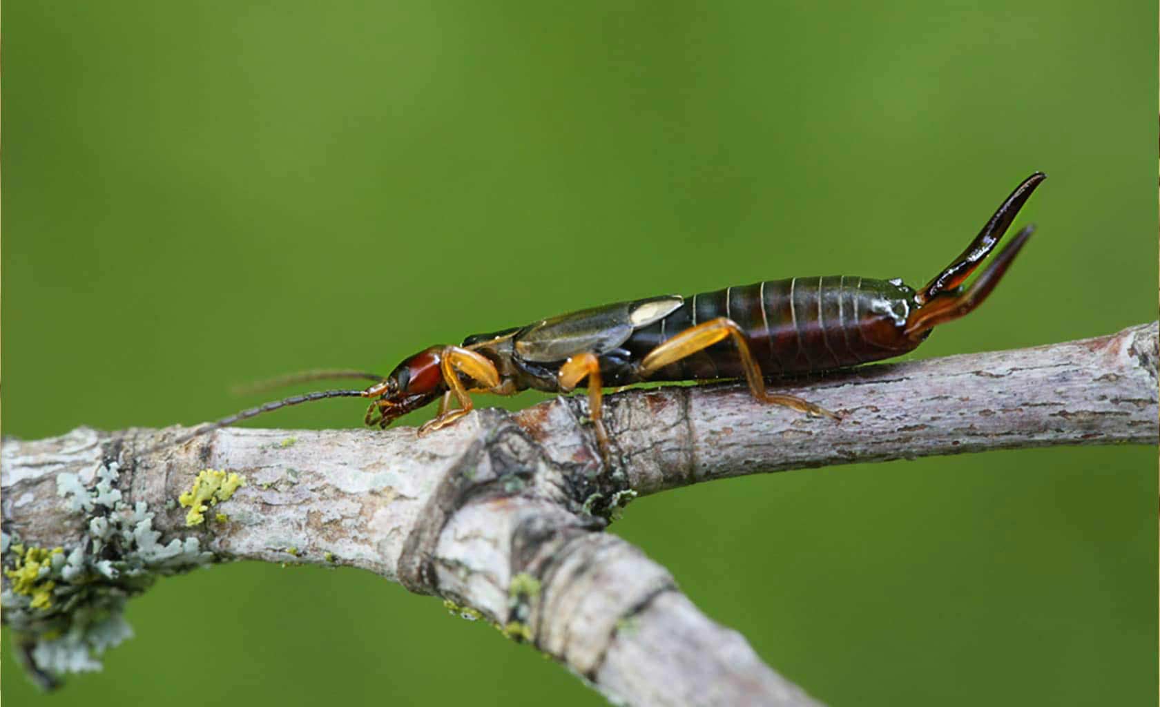 ant cockroach exterminator Teton, idaho