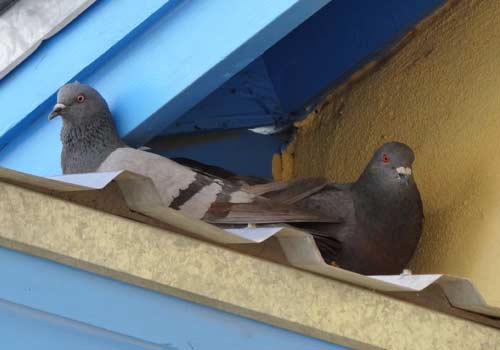 pigeon control and removal rexburg idaho