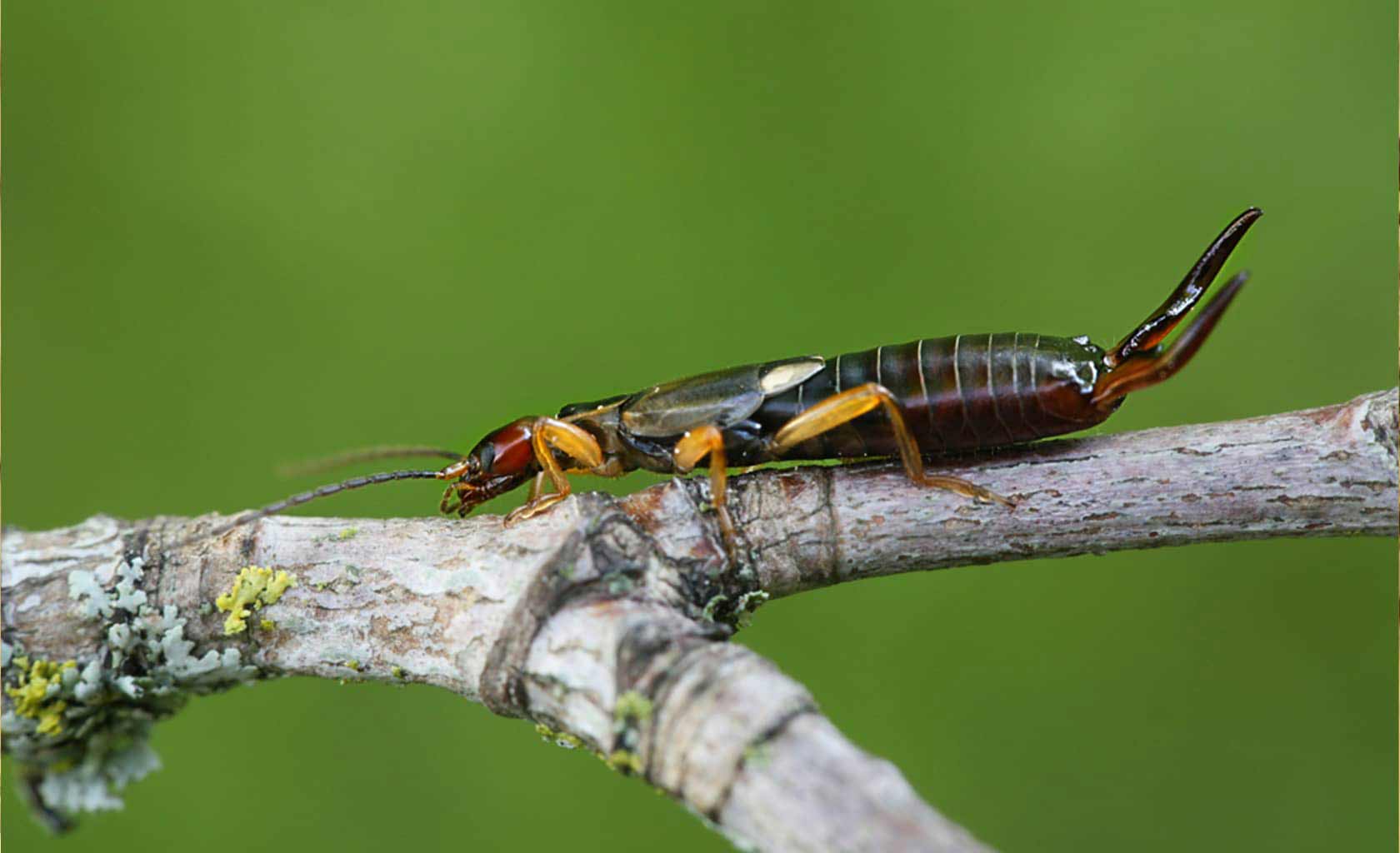 ant roach exterminator Idaho Falls, idaho
