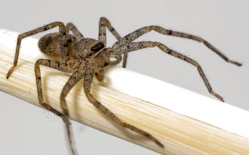 Spider Exterminator Rexburg, Idaho