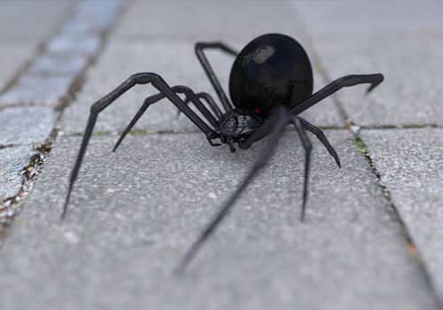 Spider exterminator rexburg idaho