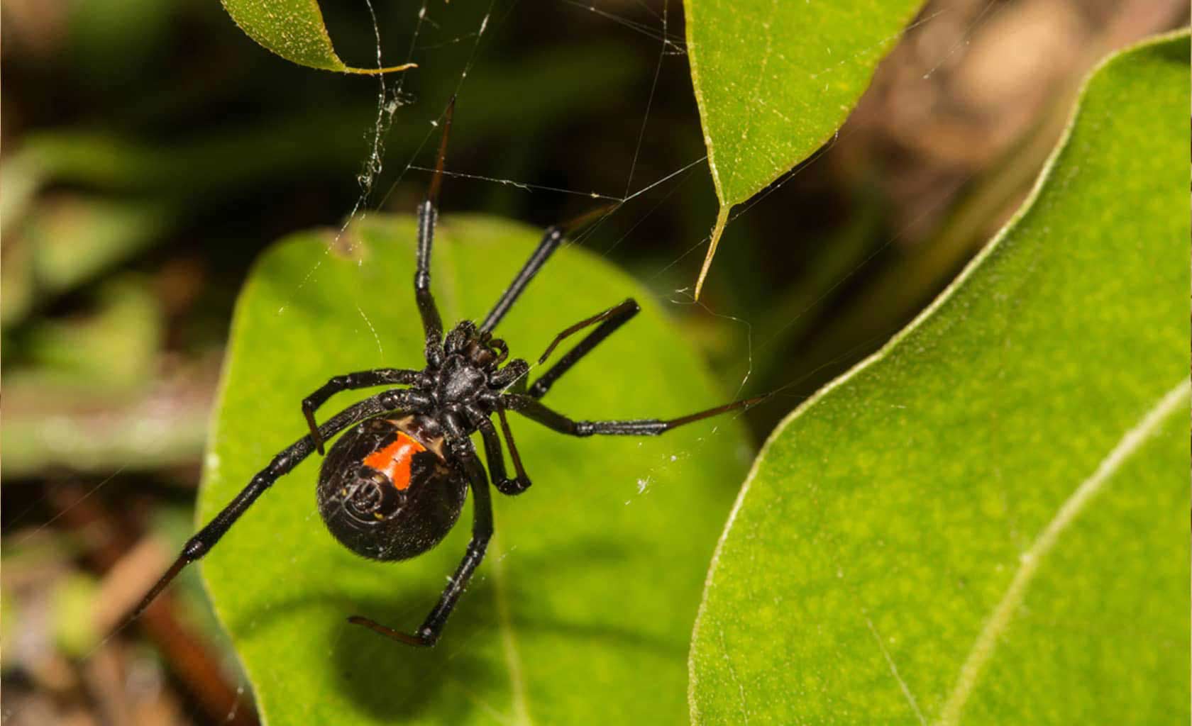 spider pest control company Island Park, Idaho