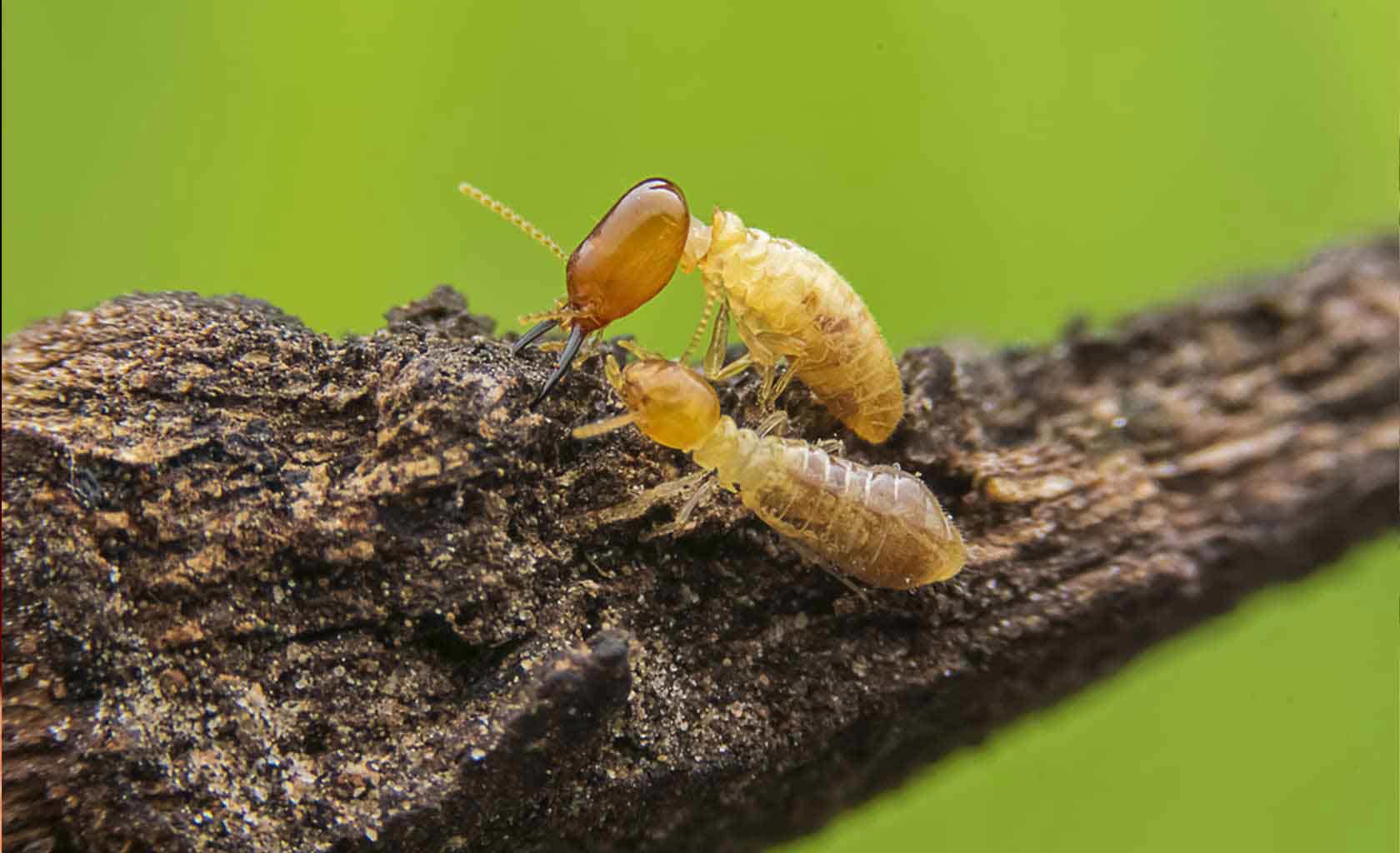 termite pest control Driggs, idaho