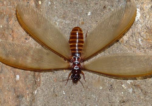 termite exterminator rexburg idaho