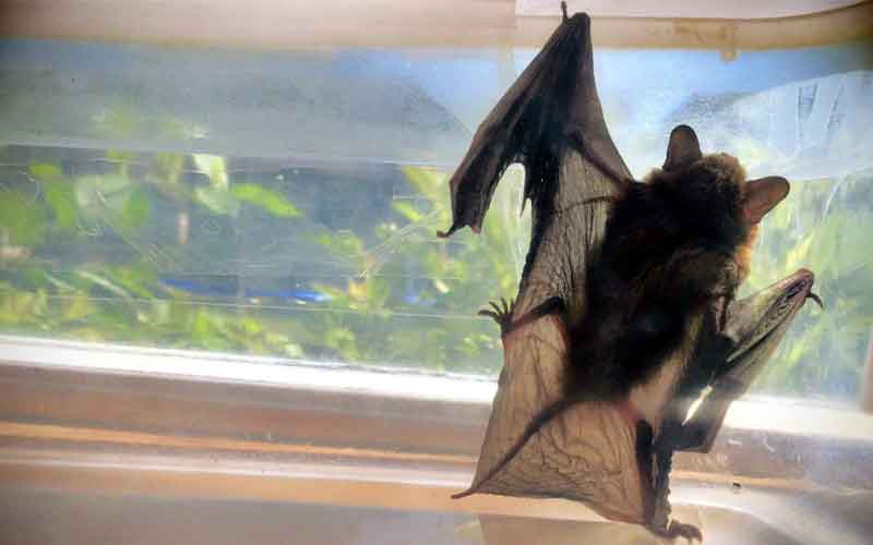 Why Professional Bat Removal Is Important? Idaho
